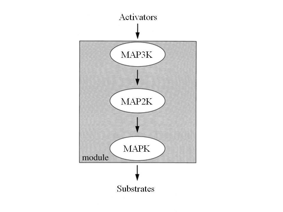 Figure 1-2. General MAPK signaling [34]. MAP3Ks phosphorylate MAP2Ks, and MAP2Ks phosphorylate MAPKs.
