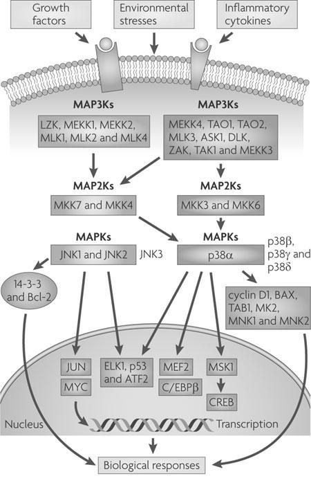 Figure 1-4. p38 and JNK activation and signaling [34]. JNK and p38 are activated by growth factors, stress, or cytokines.