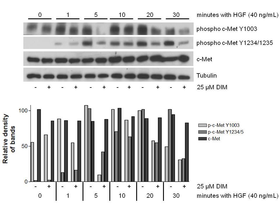 Figure 3-6. DIM decreases phosphorylation of c-met. Cells were incubated in serum-free medium overnight and then treated with DMSO or 25 µm DIM for 4 h, followed by HGF treatment for 0-30 min.