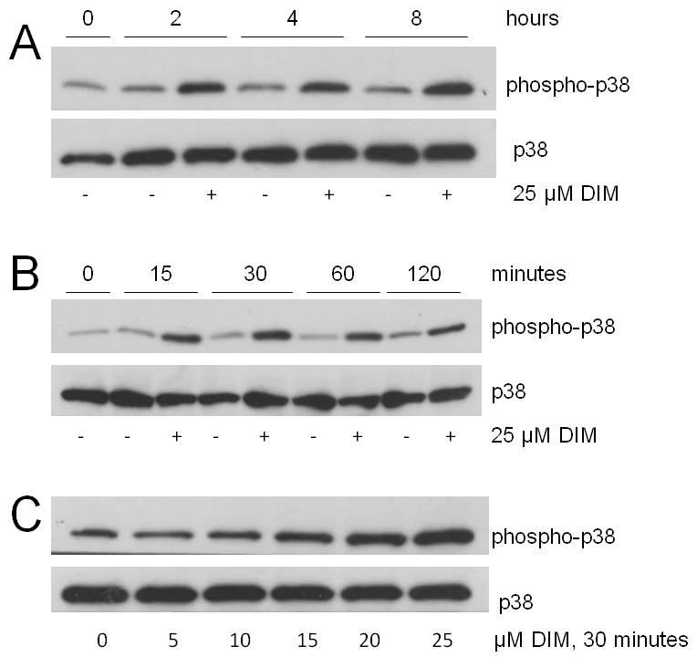 Figure 4-6. DIM activates p38. A. MDA-MB-231 cells were serum-starved in 1% FBS for 20 hours and treated with 0 or 25 µm DIM for 2, 4, or 8 hours or B. 0, 15, 30, 60, or 120 minutes. C.