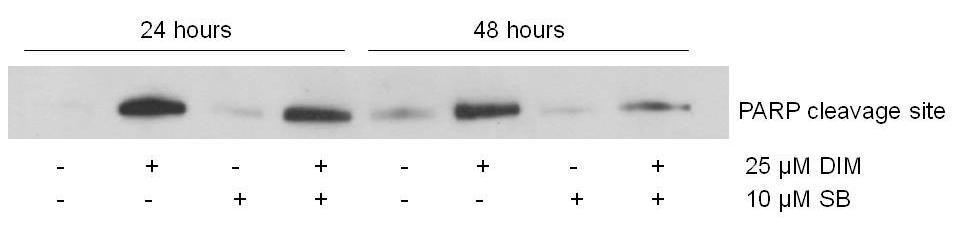 Figure 4-8. SB202190 reverses DIM s induction of apoptosis.