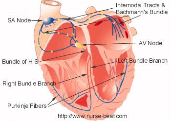 VII. Conduction System of the Heart A. Normal Structure and Function 1. Functional syncytium: a. In atria called b.