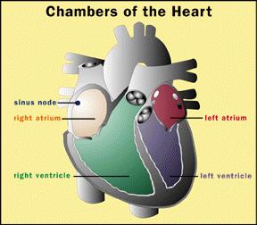 II. Anatomy of the Heart A. Heart Chambers 1.