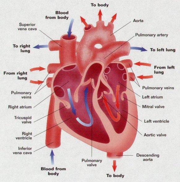 2/14/2010 17 V. Coronary Circulation and Coronary Heart Disease A.