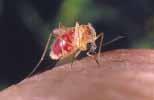 West Nile Virus and Mosquitoes What is West Nile Virus? West Nile virus (WNV) is a virus that is transmitted to people by the bite of an infected mosquito.