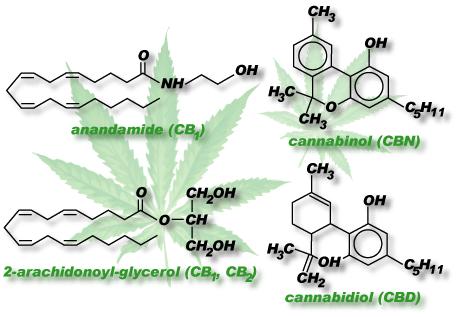 Figure 1. Some examples of endogenous (left) and exogenous (right) cannabinoid receptor ligands. CB1 receptors are found in particularly high concentrations within the central nervous system (CNS).