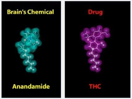 Endocannabinoid vs Phytocannabinoid THC's chemical structure is similar to the brain chemical
