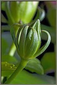 Calyx The outermost whorl consists of five small, green sepals The