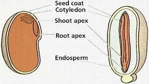 Significance of seeds Seeds provide a protective covering and a stored supply of nutrients for young plants Gymnosperm seeds are considered more primitive, because they are naked Angiosperm seeds are