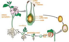 Sexual reproduction Gametes (sex cells) are produced by meiosis Fertilisation takes place during which the male gamete
