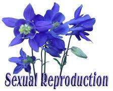 Disadvantages of sexual reproduction The process takes longer than asexual reproduction.