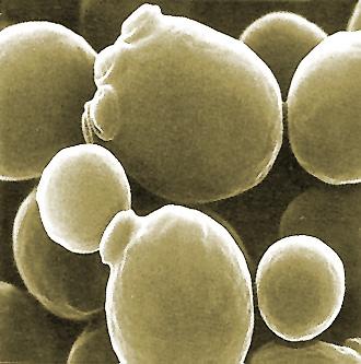 YEAST (Saccharomyces( cerevisiae) Unicellular eukaryotic model organisms