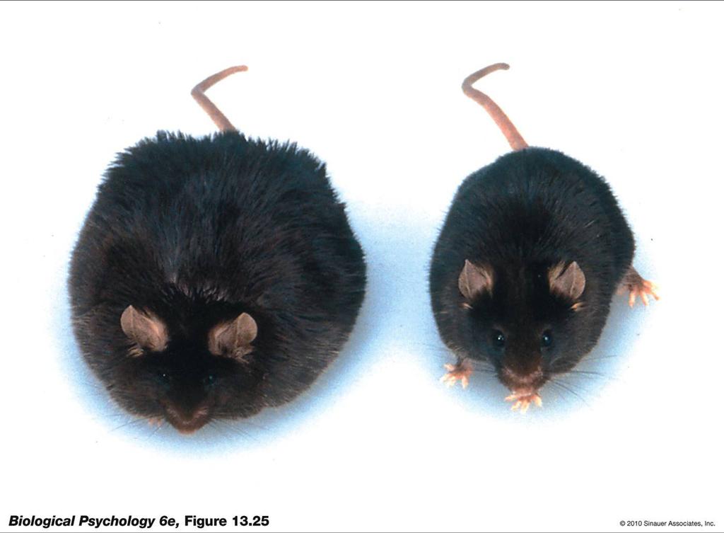 Leptin knockout 6 The Gough mice didn t look all that large to me, because in other collaborations, I d been studying mice whose leptin gene was knocked out.