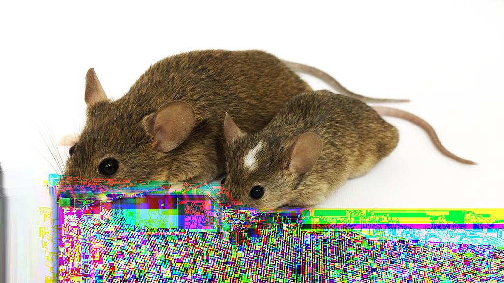 Gough and WSB mice 9 Why