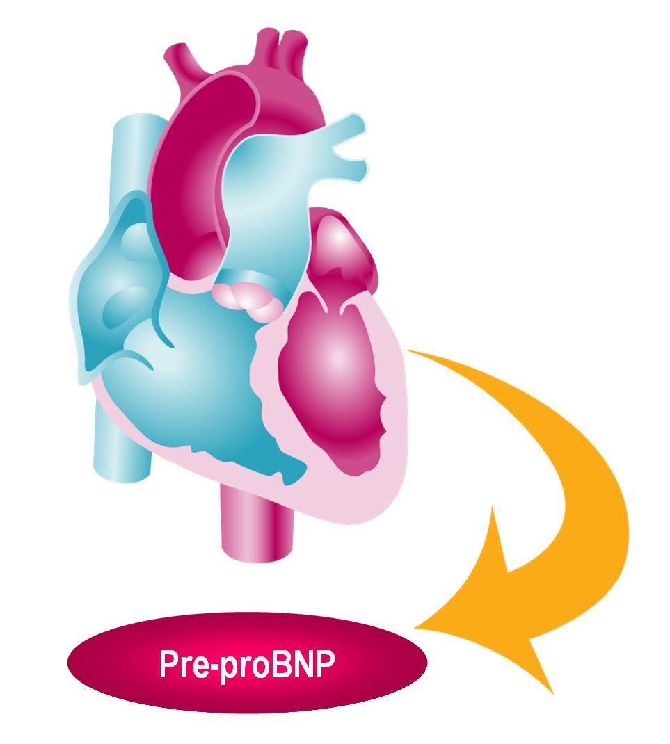 The amount of pre-probnp released into the circulation is directly proportional to