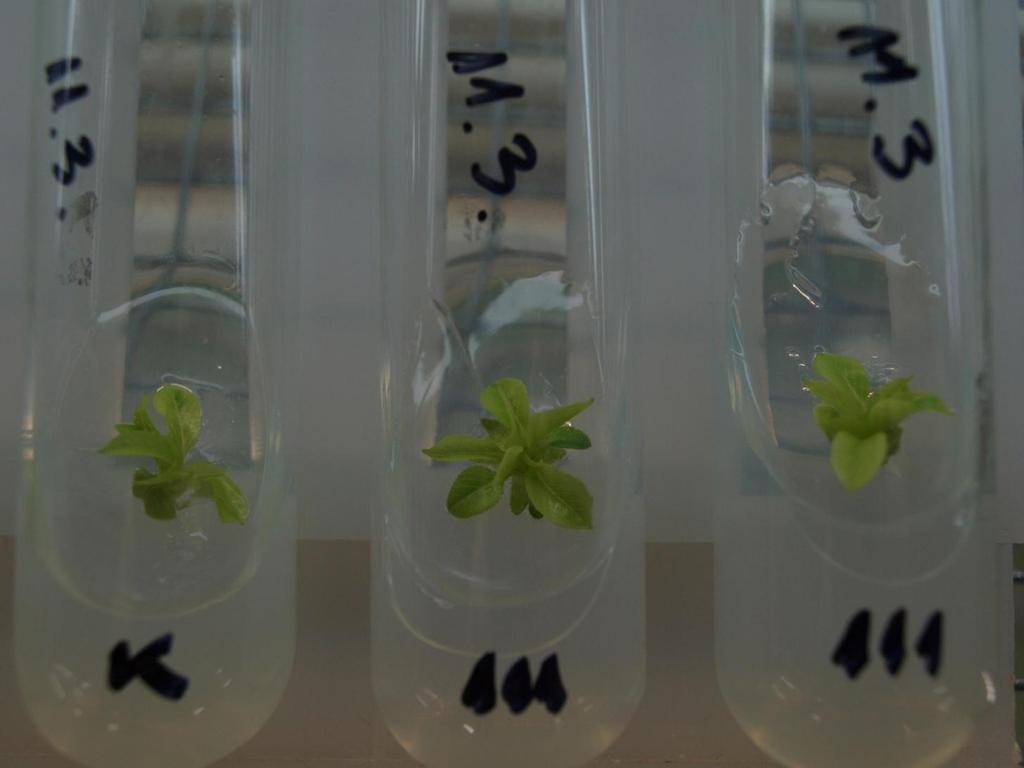 Micropropagated shoots were maintained in glass tubes, one per