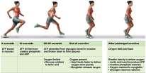 9 Energy sources for muscle contraction.