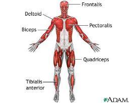 1 Movement and Muscle Tissue Muscles In this section, you will: observe and compare the three types of muscle tissue
