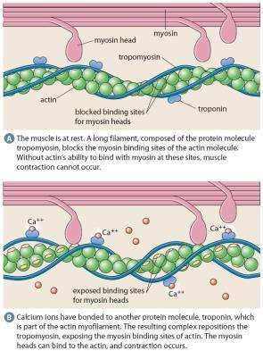 Myosin: ten times longer than actin and different in