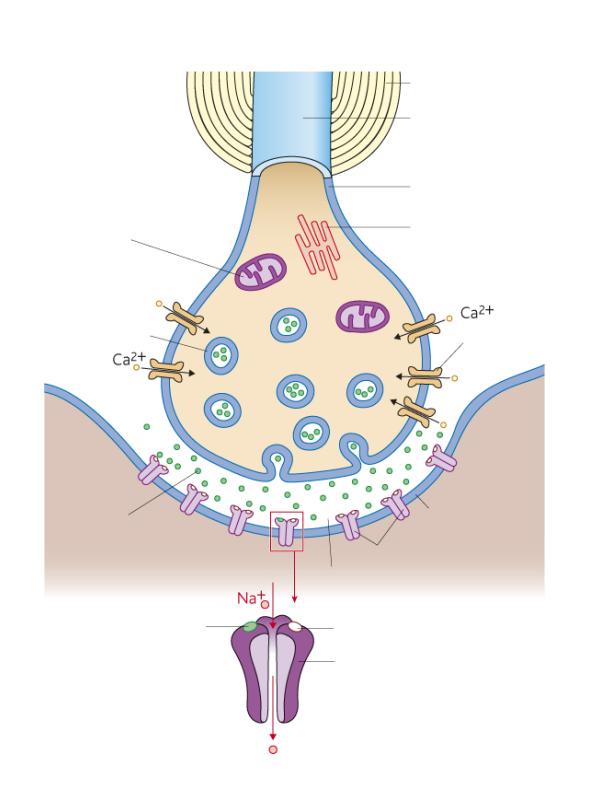 Topic 6 Responses - 3.6.2.2 Synaptic transmission (p360) What is the structure of a synapse?