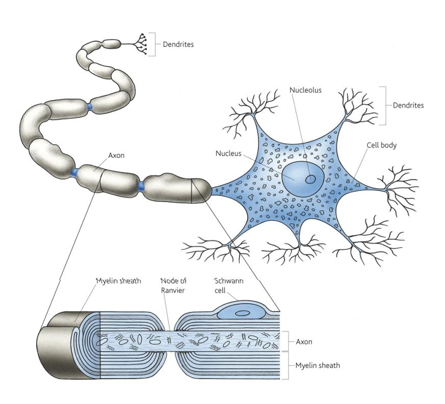 Topic 6 Responses - 3.6.2.1 Nerve impulses (p346) Can you explain how nervous transmission works? Can you describe the structure of a myelinated motor neurone?