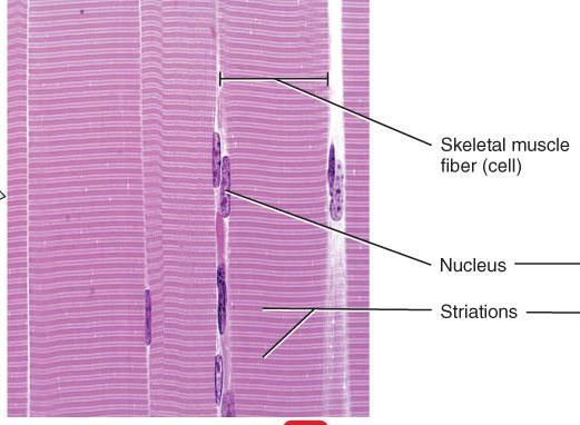 Skeletal Cardiac Smooth Multi-nucleated