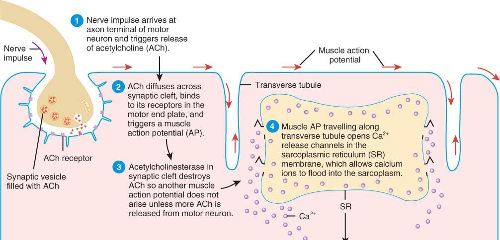MUSCLE CONTRACTION - REGULATION 1.