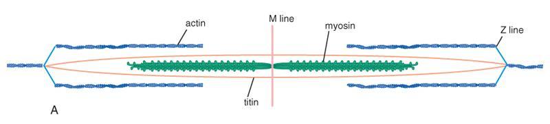 STRUCTURAL PROTEINS: TITIN o Titan anchors thick filament to the M line and the Z disc and maintains position