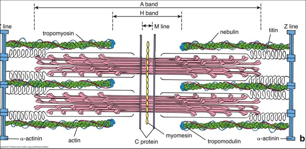 STRUCTURAL PROTEINS: MYOMESIN AND NEBULIN o Myomesin: structural protein of the M line; function: connects to titin and adjacent thick