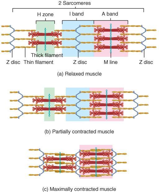SLIDING FILAMENT THEORY o Sarcomere shortens during contraction: Z discs move toward each other and thin filaments slide inward