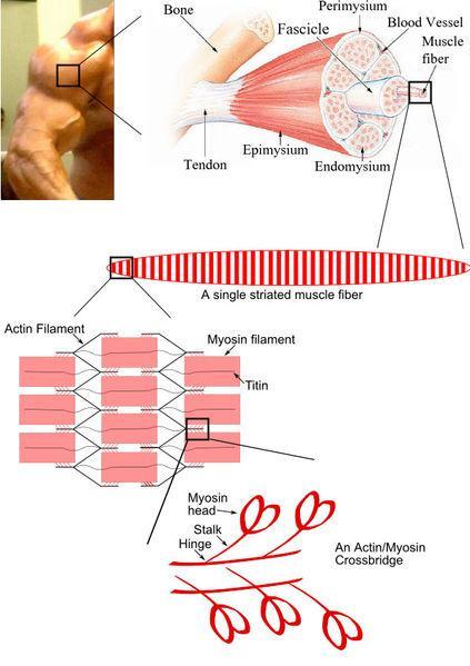 STRUCTURE OF A SKELETAL MUSCLE This