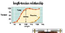 Contractile responses Relation between muscle length & tension developed Tension developed in