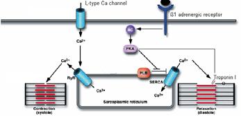 Phospholambdan Inhibits Ca ++ reuptake into SR + Pi removes inhibition Ca++ regulation of cardiac muscle contraction 37 2 key points
