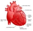 Cardiac muscle energetics Abundant blood supply 1 capillary/fiber Rich