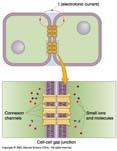 stimulated Unstable membrane potential Stretch produces contraction 43 Smooth muscle Functionally: 2 Types of SM single