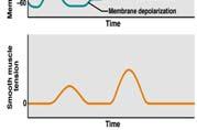 Unstable membrane potential Variable resting potential Slow waves can trigger bursts of action potentials