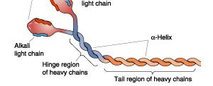 groove of actin chains Cover myosin binding sites Troponin Heterotrimer Small globular