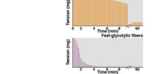 Slow-oxidative fibers Resistant to fatigue Prolonged & continued (marathon) Fast-glycolytic fibers Fatigue rapidly Rapid & powerful (jump, sprint) 26 Contractile responses Relationship