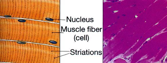 Ch 12: Muscles Review micro-anatomy of