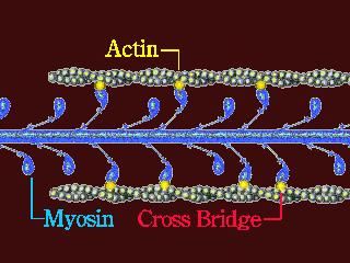 to mechanical energy of motion Myosin walks down an actin