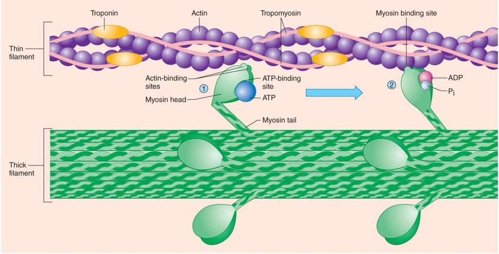 Action of Sliding 1. Sliding produced by cross bridge formation when myosin head binds to actin 2.