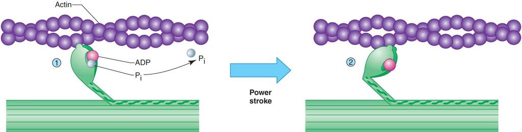 Action of sliding, cont 3. Release of P i cocks myosin head power stroke pulls actin toward center of sarcomere 4.
