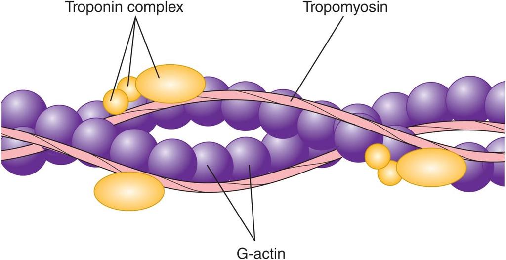 Crossbridges: The Molecular Basis of Contraction: Troponin &Tropomyosin = proteins Tropomyosin physically blocks cross bridges.