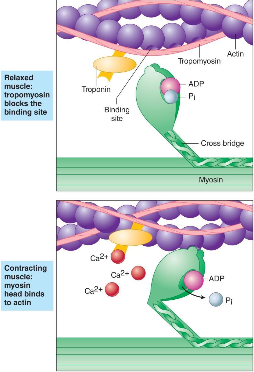 Role of Calcium in Muscle Contraction Muscle cell stimulated Ca 2+ release inside muscle fiber Ca