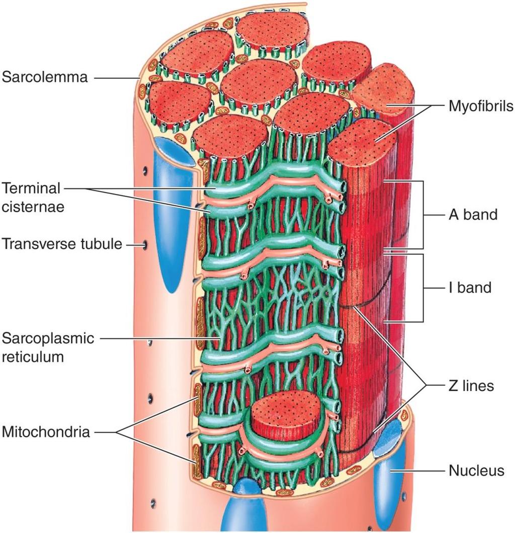 Sarcoplasmic reticulum