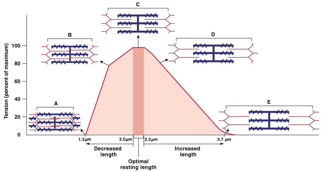 Muscle Tension is Function of Fiber Length Compare to Fig 12-21 Sarcomere length reflects thick, thin filament overlap Short