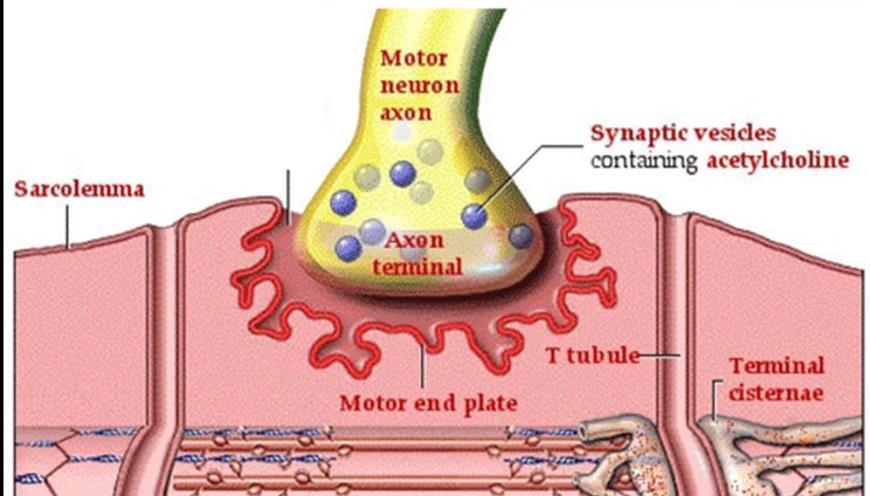 Anatomy Review: Motor End Plates and Motor Units Motor end plate Motor unit: Graded contractions: Contraction strength