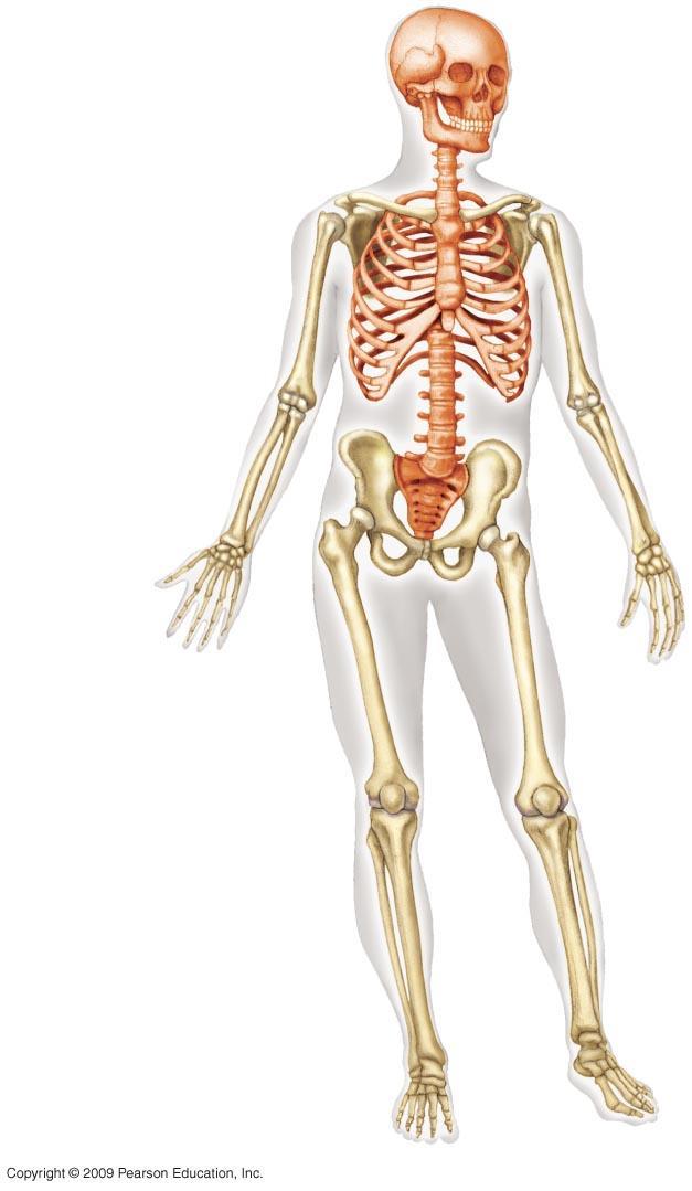 Skull Shoulder girdle Clavicle Scapula Sternum Ribs Humerus Vertebra Radius Ulna Pelvic