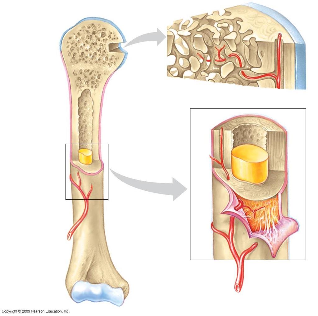 Cartilage Spongy bone (contains red bone marrow) Spongy bone Compact bone