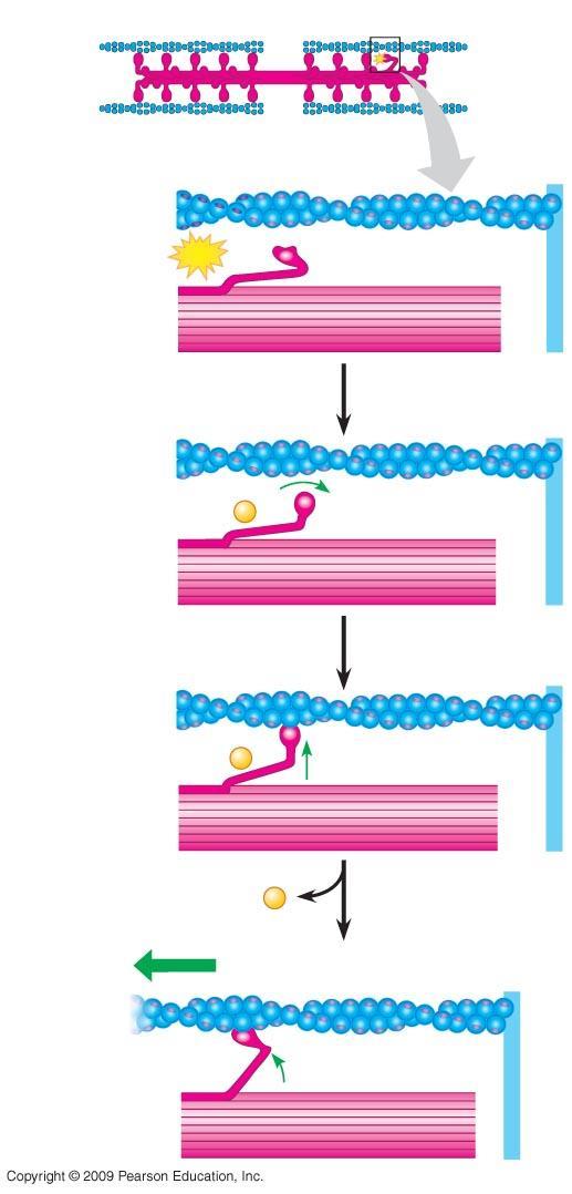 Thick filament Thin filaments Z line 1 Thin filament ATP Myosin head (lowenergy configuration) Thick filament Actin 2 ADP P Myosin head (highenergy